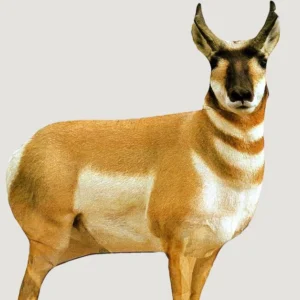 Montana Decoy Co Antelope Buck Decoy